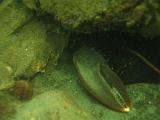 Coll NL 064